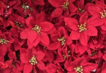 Poinsettias will thrive ‘long into the New Year’ when you follow expert’s 3 care tips