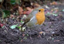 Robins will keep returning to your garden if you leave 1 fruit out in December