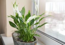 Peace lilies will keep flowering if 1 item that encourages blooms is added to the soil