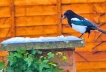 Magpies will stop bullying robins from birdfeeders if you hang 1 simple item in the garden