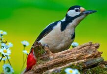 Woodpeckers will come into the garden every day if you leave out 1 natural ingredient