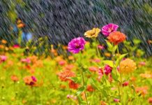 Monty Don urges gardeners to do 3 jobs in March to help gardens burst into bloom